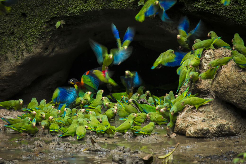 Amazon Parrot Clay Lick